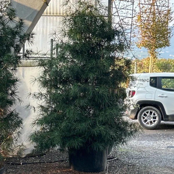 Sciadopitys verticillata (Japonski senčnik)