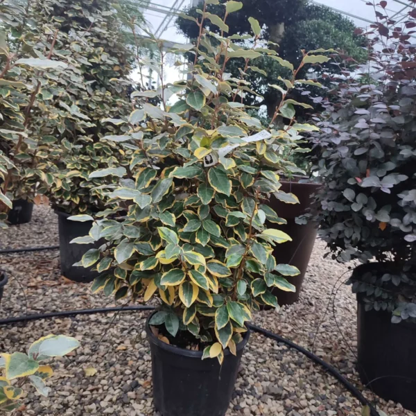 Elaeagnus ebbingei 'Viveleg' (Navadni oman Marela)