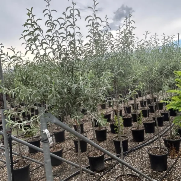 Pyrus salicifolia 'Pendula' (Povešava okrasna hruška)