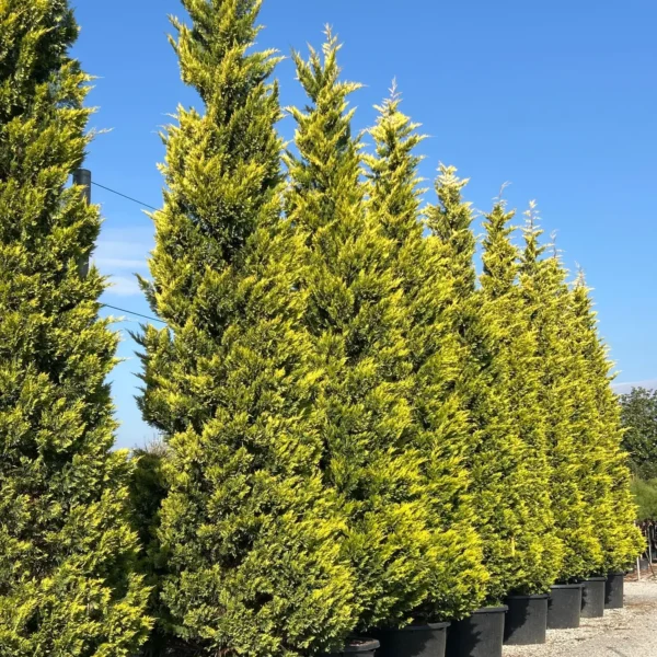 Cupressocyparis leylandii 'Gold Rider ' (Leylandova cipresa)