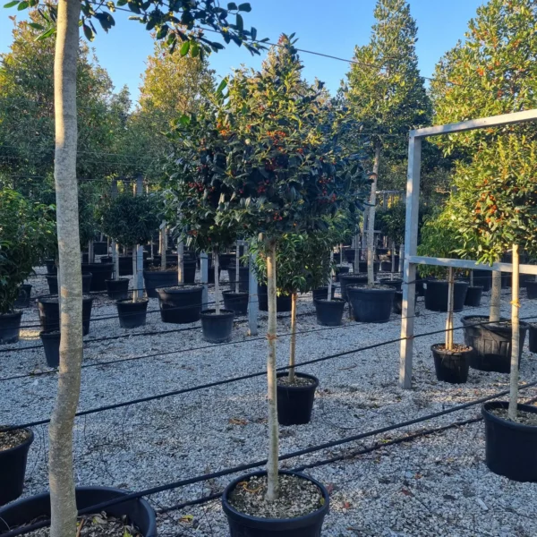 Ilex mutchagara 'Nellie R. Stevens' (Božlje drevce na steblu)