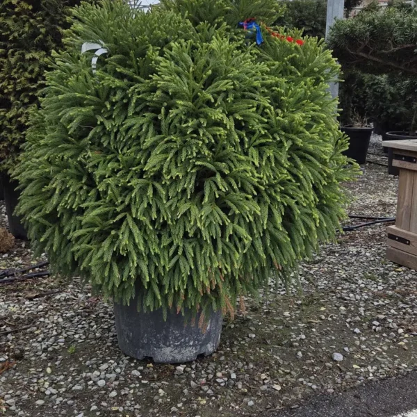 Cryptomeria japonica 'Globosa Nana´ (Kriptomerija)