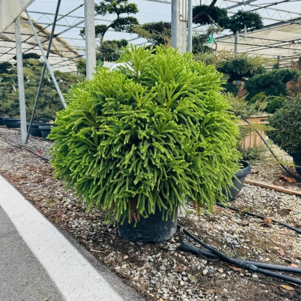 Cryptomeria japonica 'Globosa Nana´ (Kriptomerija)