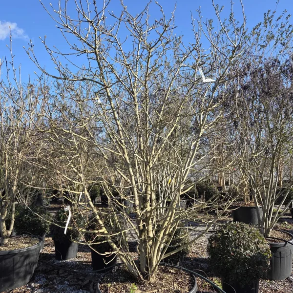 Magnolia Loebneri 'Merrill' (Magnolija 'Merrill')