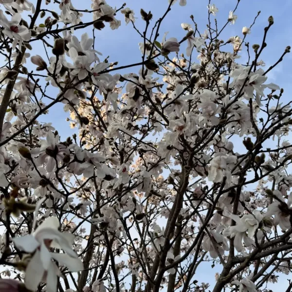 Magnolia Loebneri 'Merrill' (Magnolija 'Merrill')