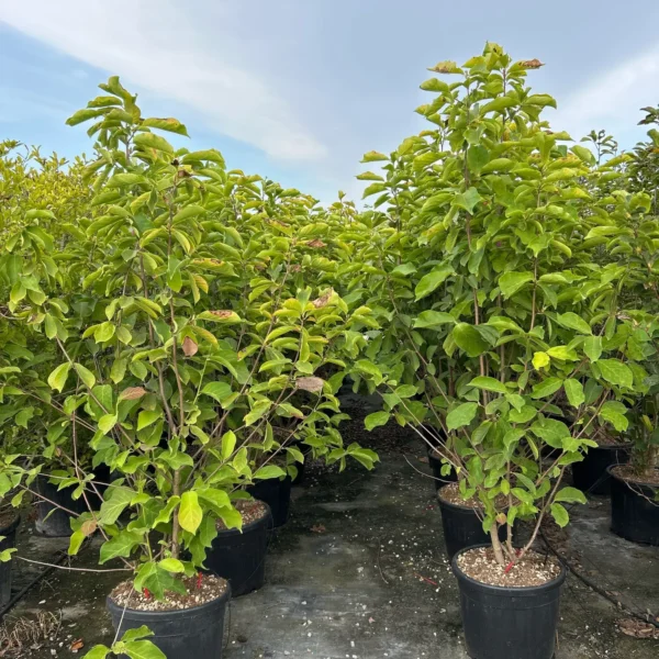 Magnolia x soulangeana 'Alba Superba' (Magnolija)