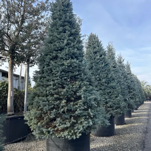 Picea pungens 'Fat Albert' (Srebrna bodeča smreka)