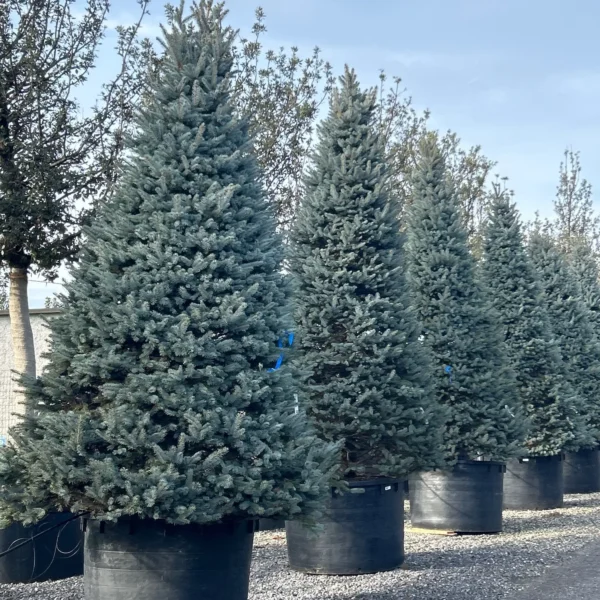 Picea pungens 'Fat Albert' (Srebrna bodeča smreka)