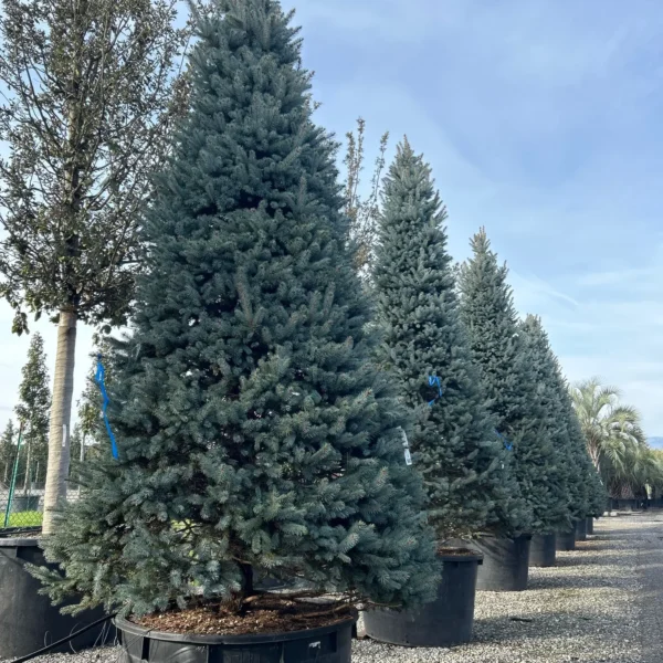 Picea pungens 'Fat Albert' (Srebrna bodeča smreka)