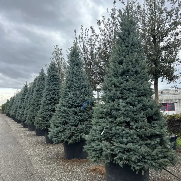 Picea pungens 'Fat Albert' (Srebrna bodeča smreka)