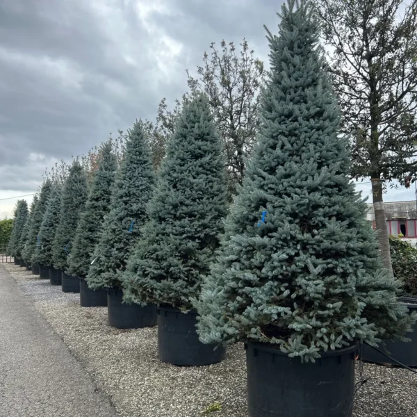 Picea pungens 'Fat Albert' (Srebrna bodeča smreka)