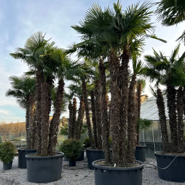 Trachycarpus fortunei (Palma - Visoka žumara)