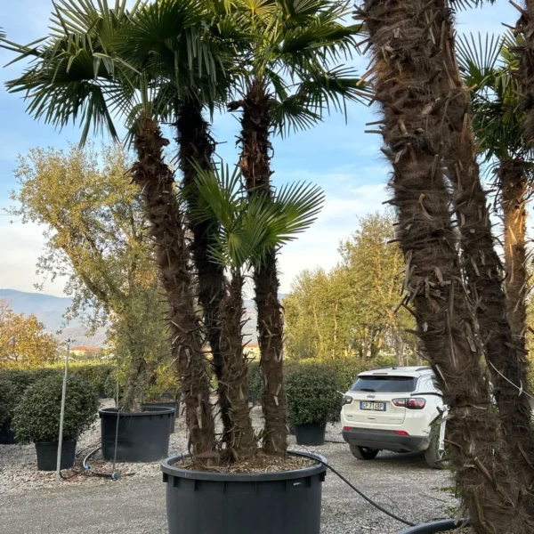 Trachycarpus fortunei (Palma - Visoka žumara)