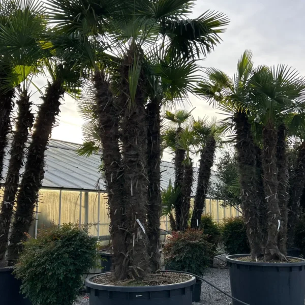 Trachycarpus fortunei (Palma - Visoka žumara)