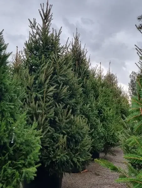 Picea abies (Navadna smreka)