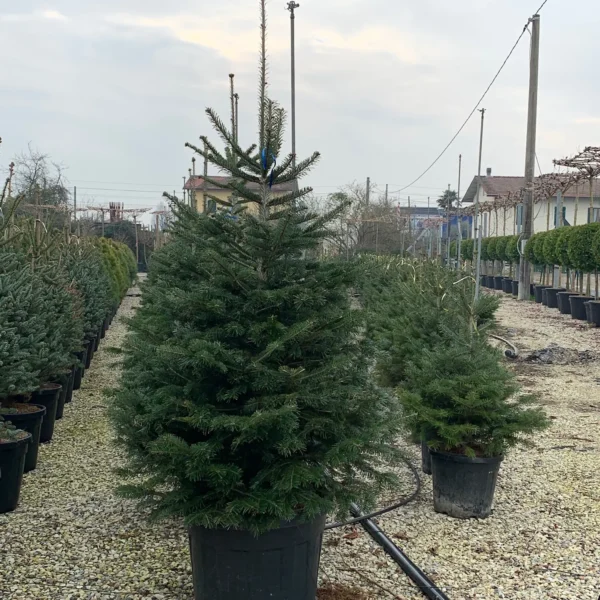 Abies nordmanniana (Kavkaška jelka)