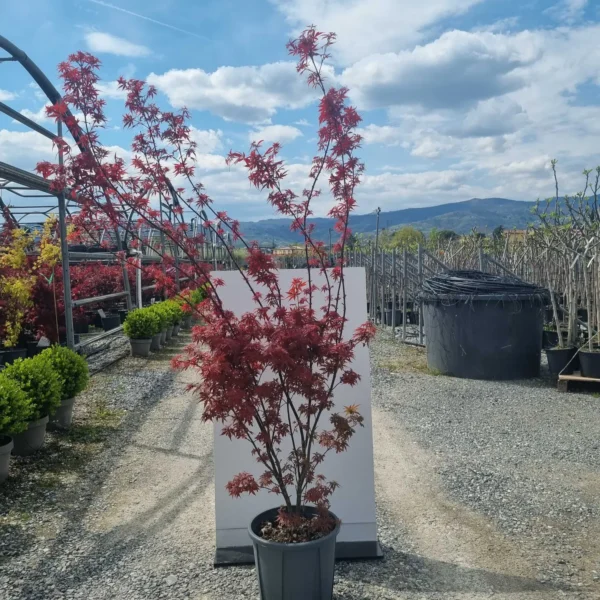 Acer palmatum 'Skeeter's Broom' (Pahljač. rdečelist. javor)