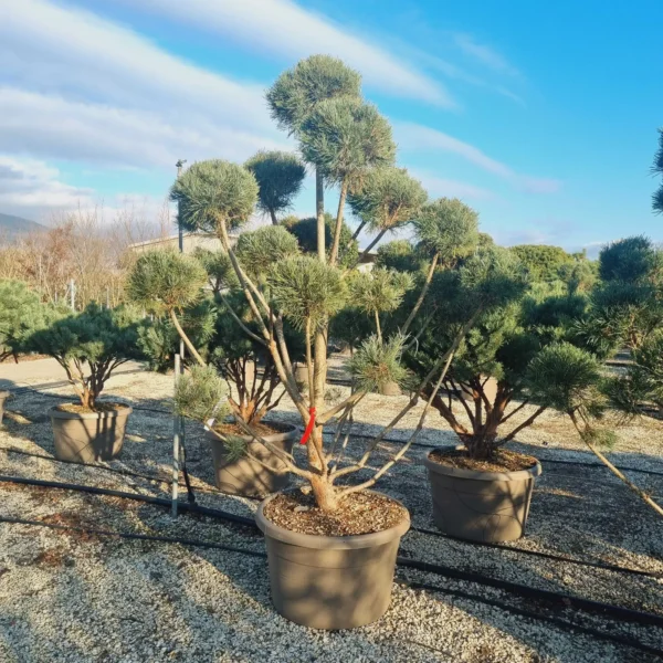 Pinus sylvestris Glauca