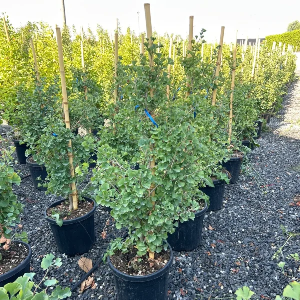 Ginkgo biloba 'Fastigiata Blagon' (Stebrasti ginko)