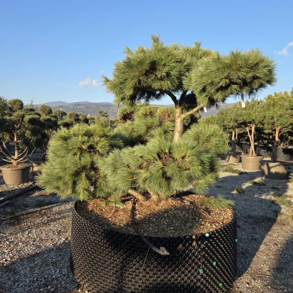 Pinus strobus 'Macopin' (Belkasti bor)