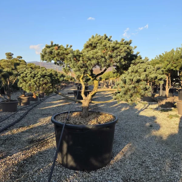 Pinus parviflora Negishi - BONSAI