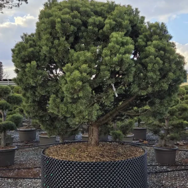 Pinus mugo 'Mops' (Rušje)