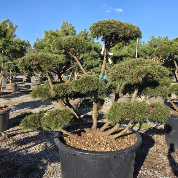 Pinus mugo 'Gnom' (Rušje)