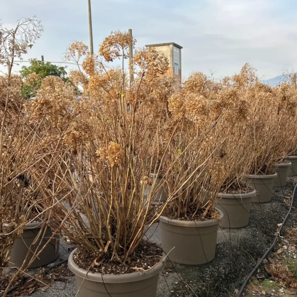 Hydrangea arborescens `Annabelle` (Velecvetna virginijska hortenzija)