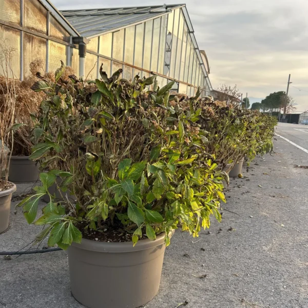 Hydrangea macrophylla Mix (Hortenzija)