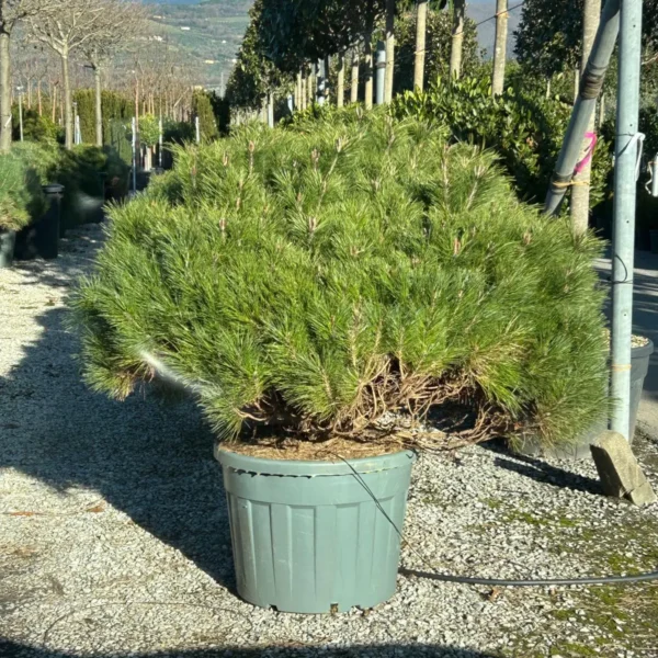 Pinus nigra 'Brepo' (Rušje)