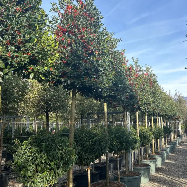 Ilex mutchagara 'Nellie R. Stevens' (Božlje drevce na steblu)