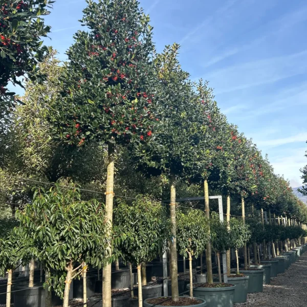 Ilex mutchagara 'Nellie R. Stevens' (Božlje drevce na steblu)