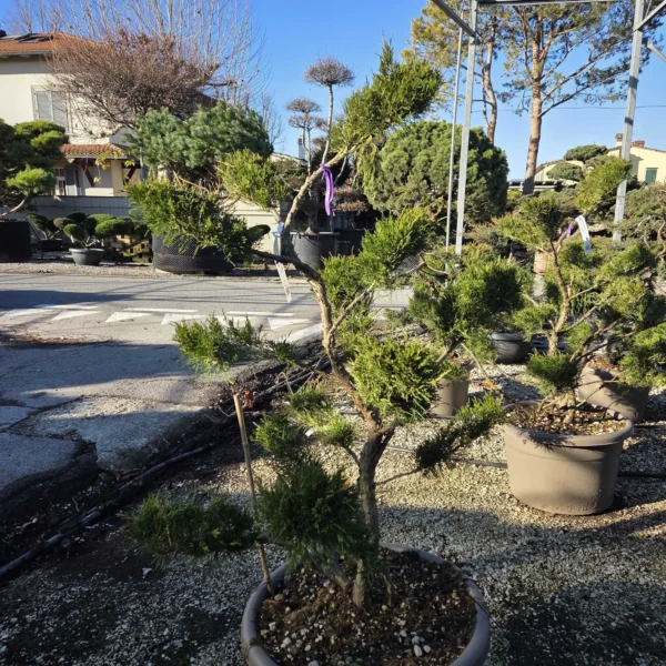 Juniperus chin. Mint Julep