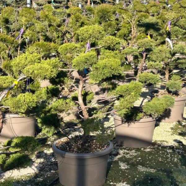 Juniperus chin. Mint Julep