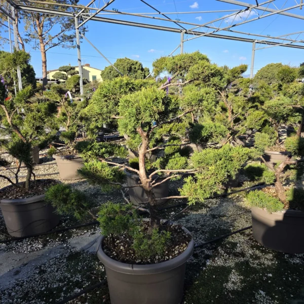 Juniperus pfitzeriana 'Old Gold'  (Okrasni brin na steblu)