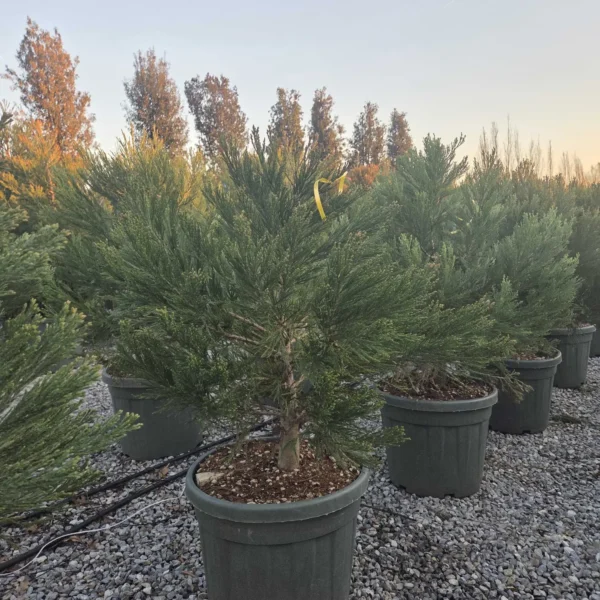 Sequoiadendron giganteum (Mamutovec)