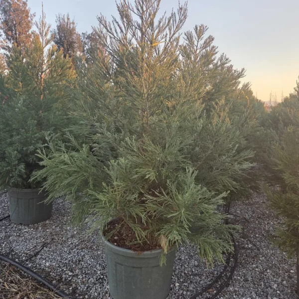 Sequoiadendron giganteum (Mamutovec)