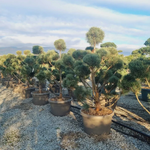Pinus sylvestris Glauca