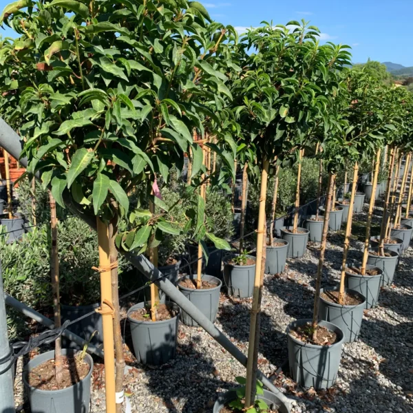 Prunus lusitanica `Angustifolia` (Portugalski lovorikovec - NA STEBLU)