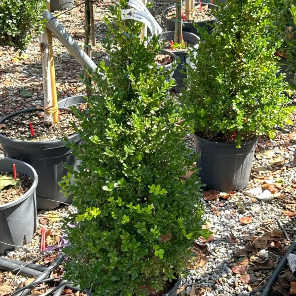 Buxus microphylla `Faulkner` (Drobnolistni pušpan)