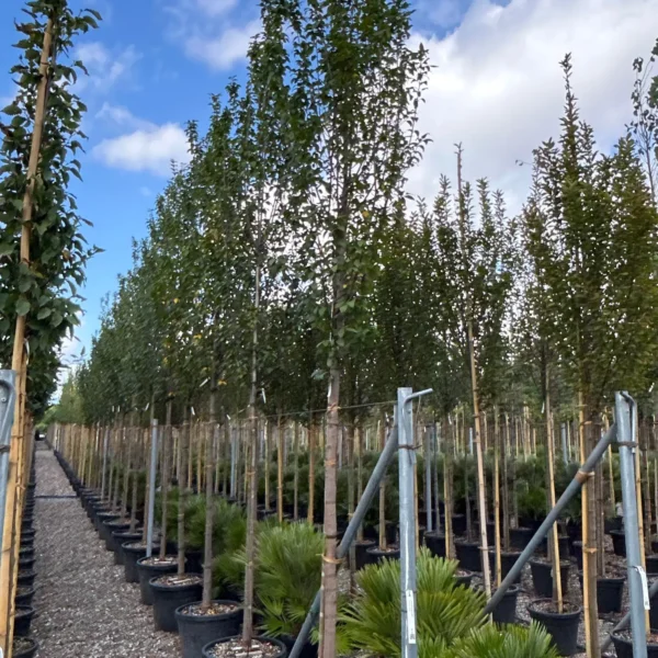 Carpinus betulus 'Lucas' (Stebrasti gaber)