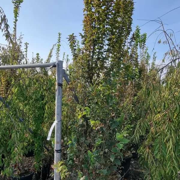 Carpinus betulus 'Lucas' (Stebrasti gaber)