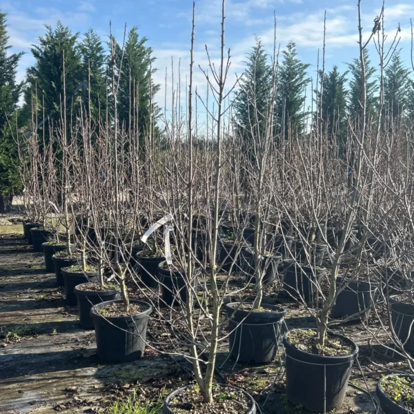 Davidia involucrata (Davidija)