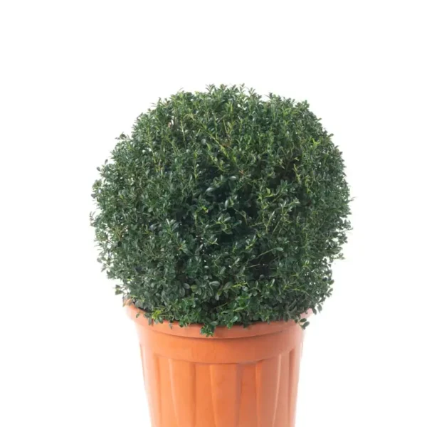 Ilex Crenata 'Kinme' (Krogla na steblu)