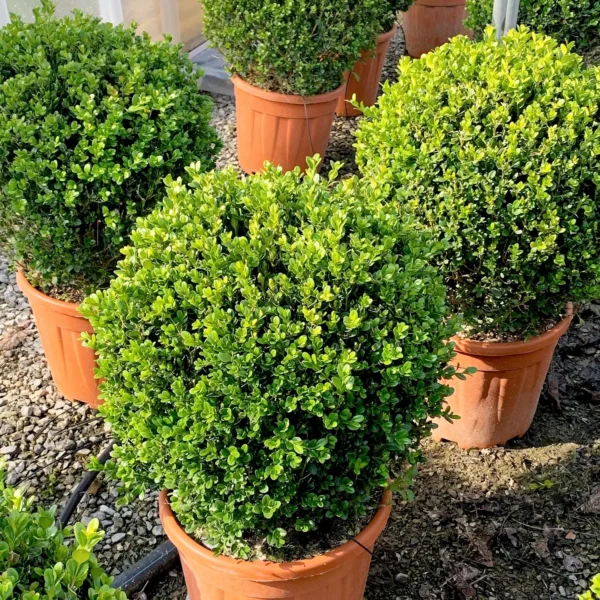 Buxus microphylla `Faulkner` (Drobnolistni pušpan)