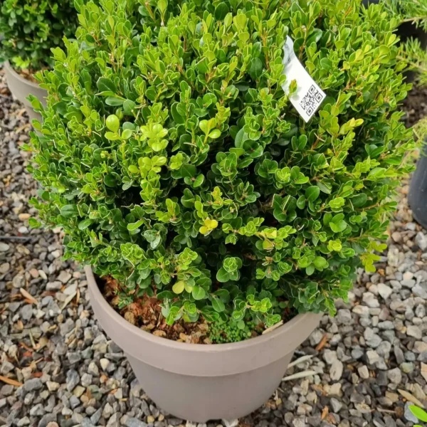 Buxus microphylla `Faulkner` (Drobnolistni pušpan)