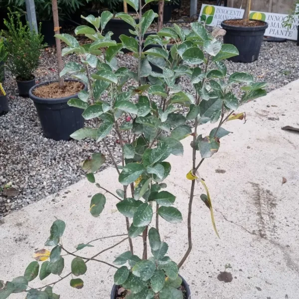 Amelanchier lamarckii (Šmarna hrušca)