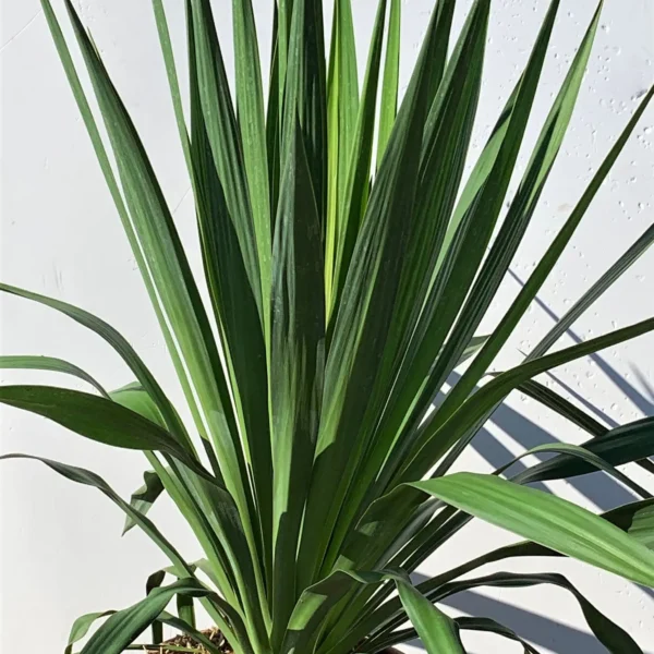 Yucca gloriosa (Bleščeča juka)