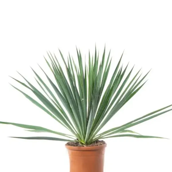 Yucca filamentosa (Vlaknasta juka)