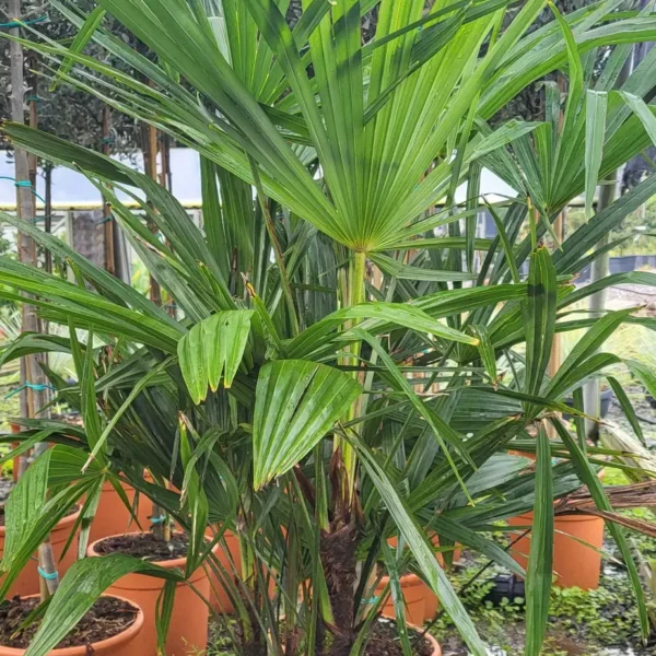 Trachycarpus fortunei (Palma - Visoka žumara)